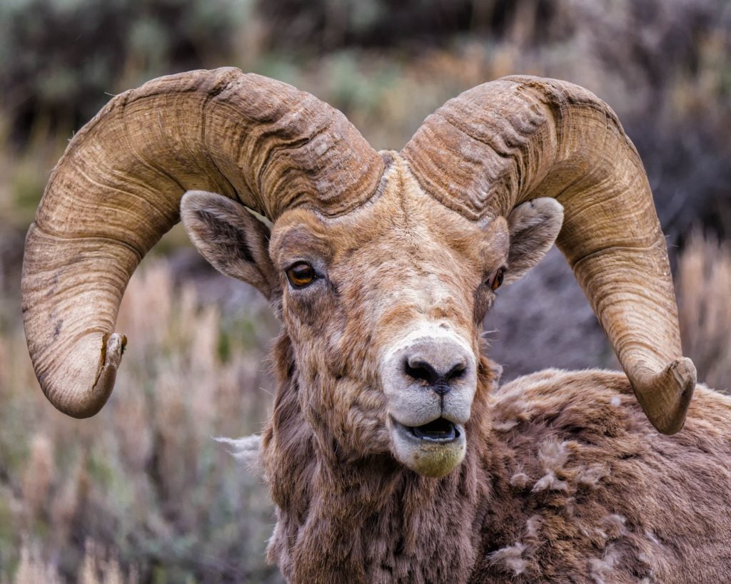 Bighorn Sheep - Wind River Country