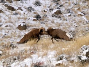 Two bighorn rams butt heads on a snowy hillside.