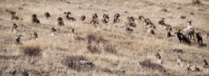 A herd of big horn sheep on a hillside.
