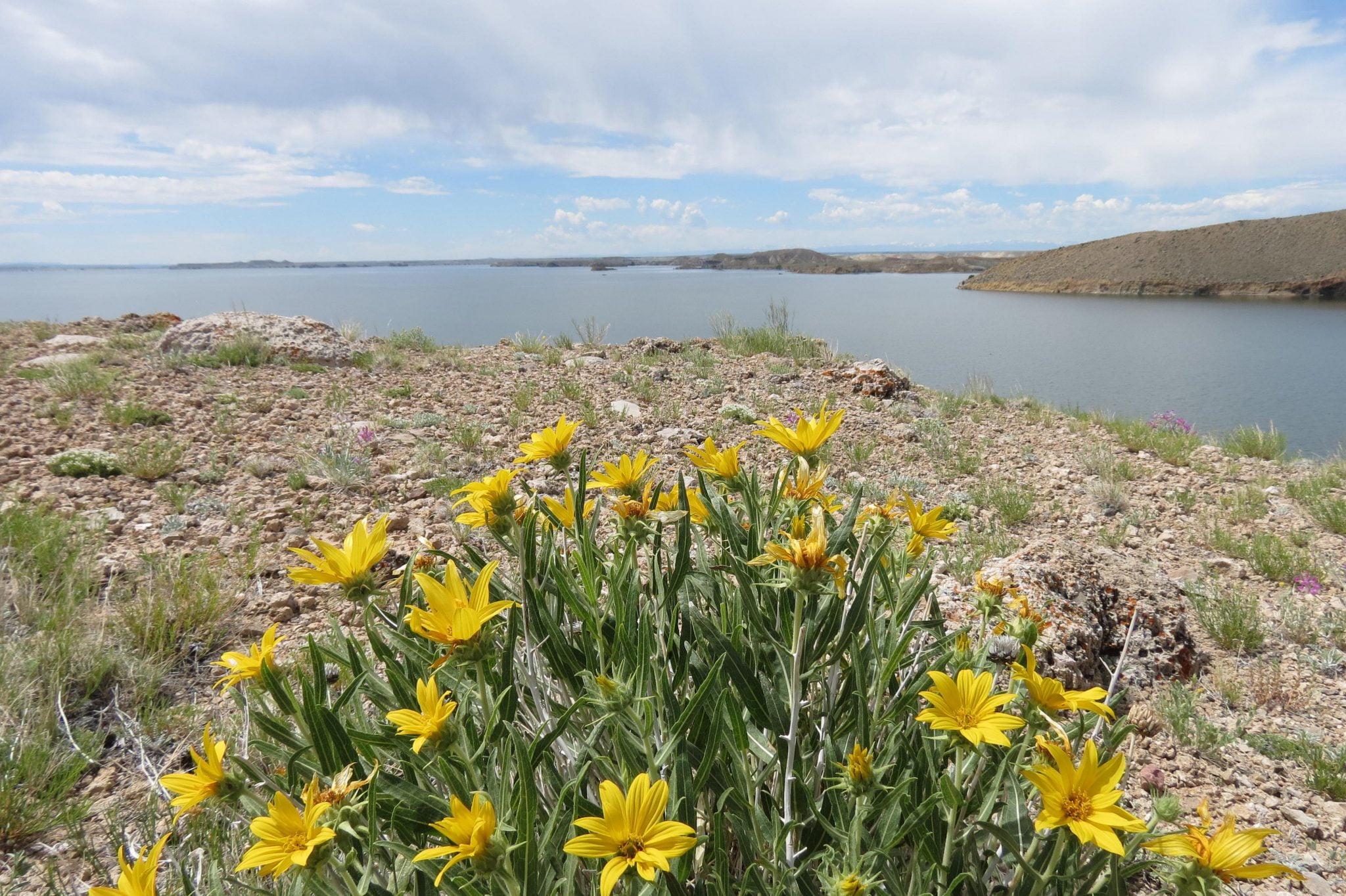 A field of vibrant yellow wildflowers blooms on a rocky hillside overlooking a serene lake surrounded by distant mountains under a partly cloudy sky in Wind River Country.