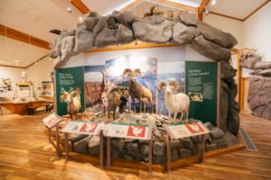 National Big Horn Sheep Center