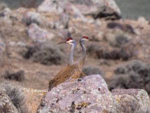 Two sandhill cranes in the rocks