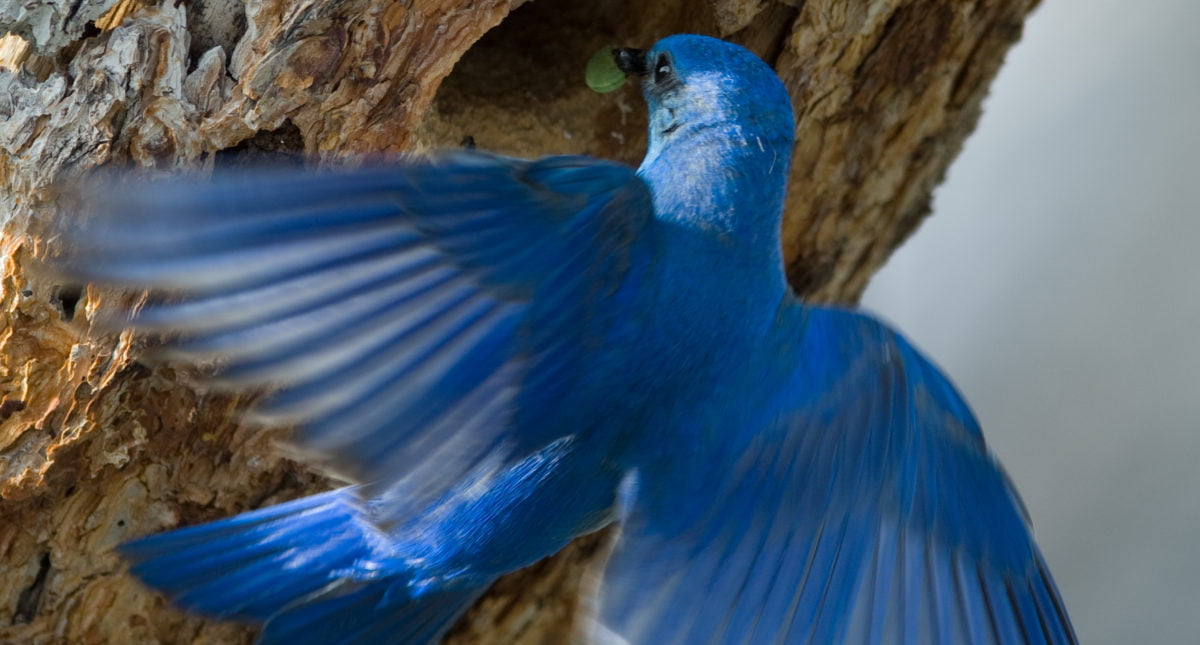 Bluebird feeding her young.