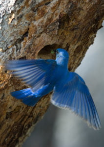 Bluebird feeding her young.