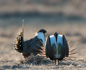 sage grouse in a lek