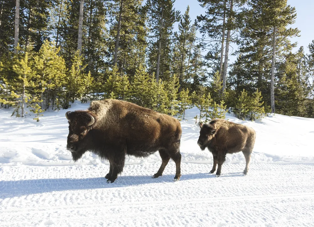 Wind River Country Wildlife Guide
