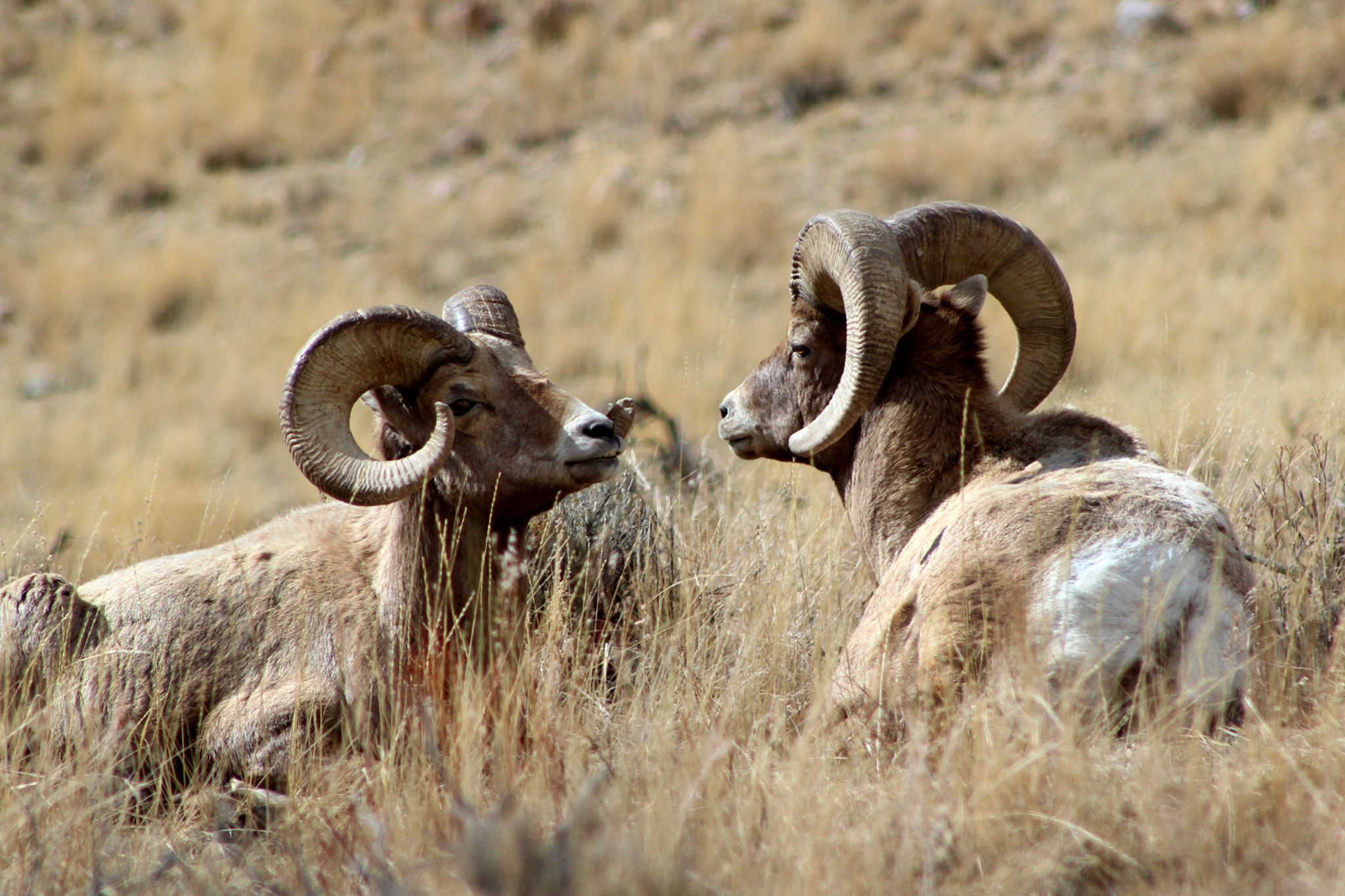 Two bighorn sheep with impressive curved horns rest in tall, dry grass in Wind River Country.