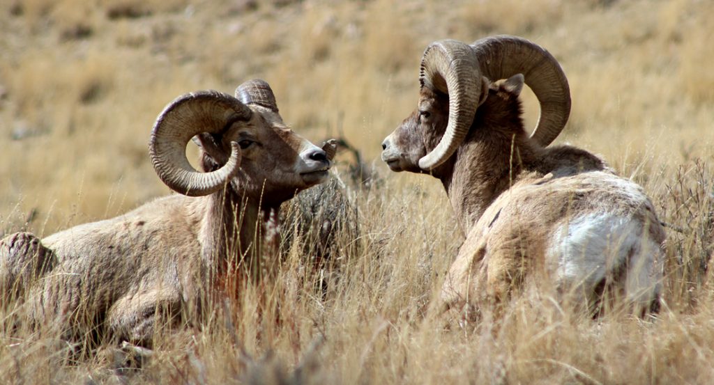 Alt Text: "Two male bighorn sheep face each other in a display of dominance amidst the dry grasslands.