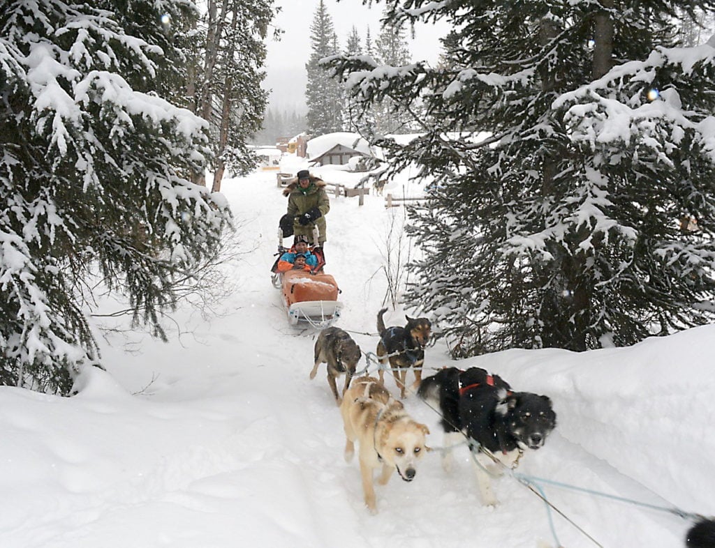 Dog Sledding Wyoming