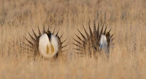 two male sage grouse on display in the grass