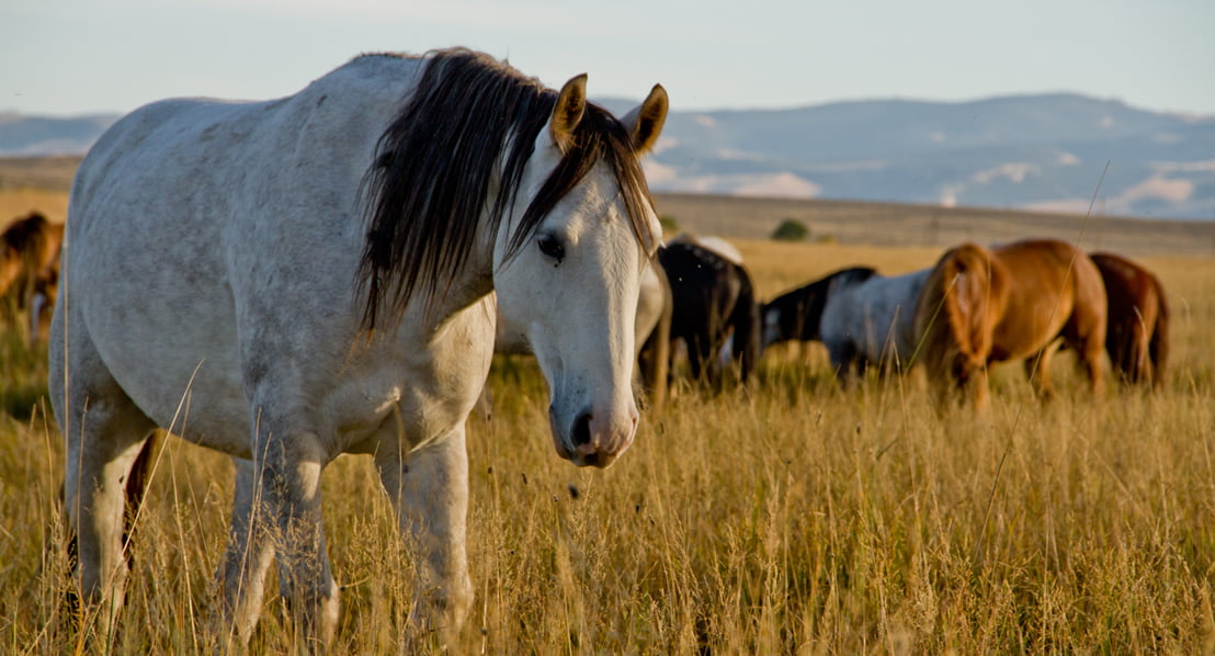 Wind River Wild Horse Sanctuary