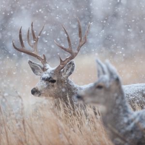 Doe and buck deer in snowfall