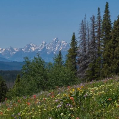 Tetons with Wildflowers as seen from Togwotee Pass.