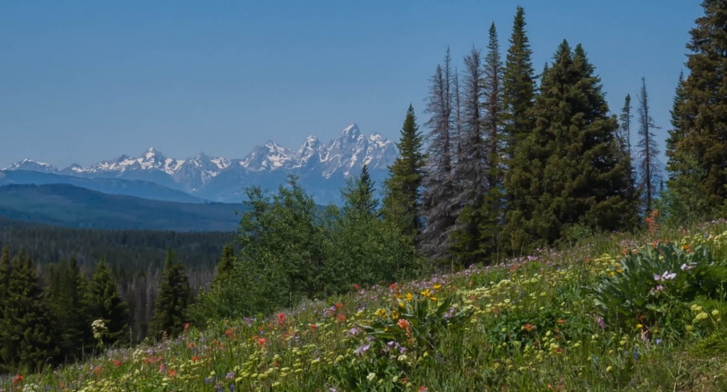 Lush wildflower meadow with a backdrop of the Teton mountain range in Wyoming, a natural habitat where bear safety awareness is crucial for hikers enjoying the scenic beauty.