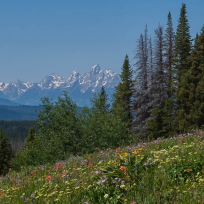 Lush wildflower meadow with a backdrop of the Teton mountain range in Wyoming, a natural habitat where bear safety awareness is crucial for hikers enjoying the scenic beauty.