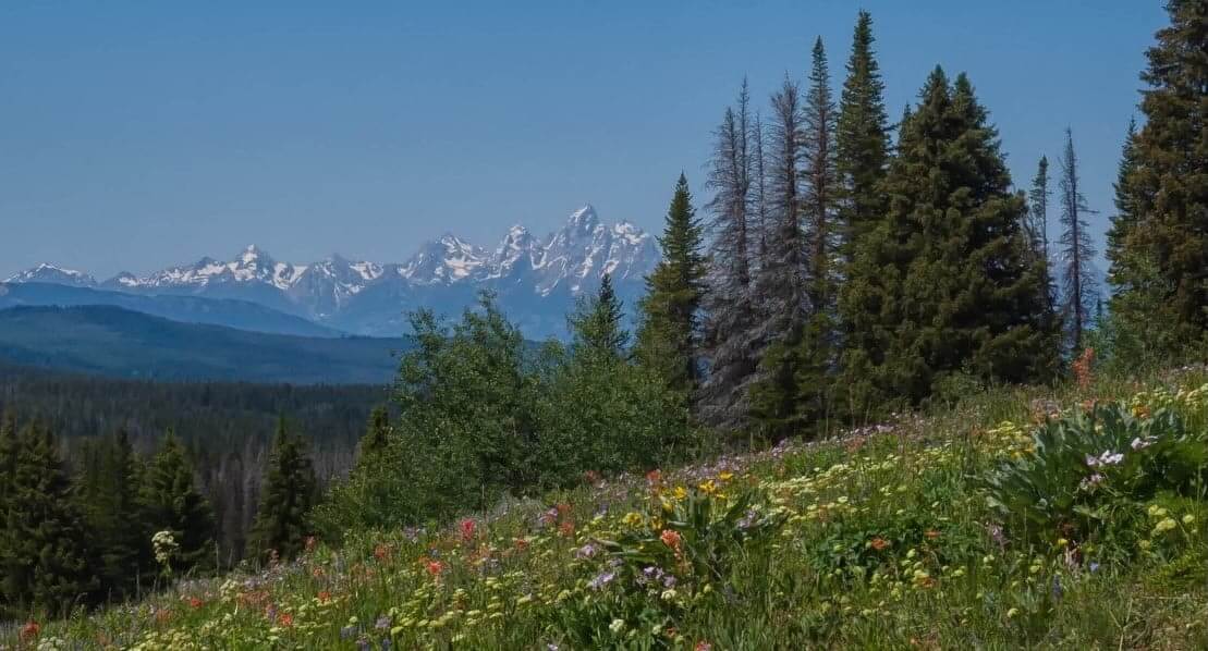 A vibrant wildflower meadow in the foreground with snow-capped mountains in the distance in Wind River Country.