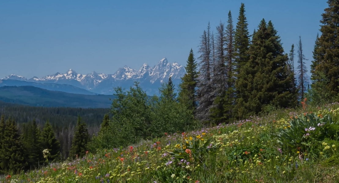 Lush wildflower meadow with a backdrop of the Teton mountain range in Wyoming, a natural habitat where bear safety awareness is crucial for hikers enjoying the scenic beauty.