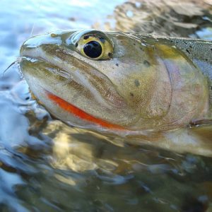 Cutthroat trout