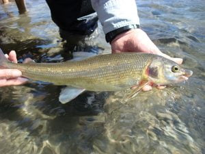 Fliegenfischen an East Fork Wind River, Wiggins Fork und Wind River