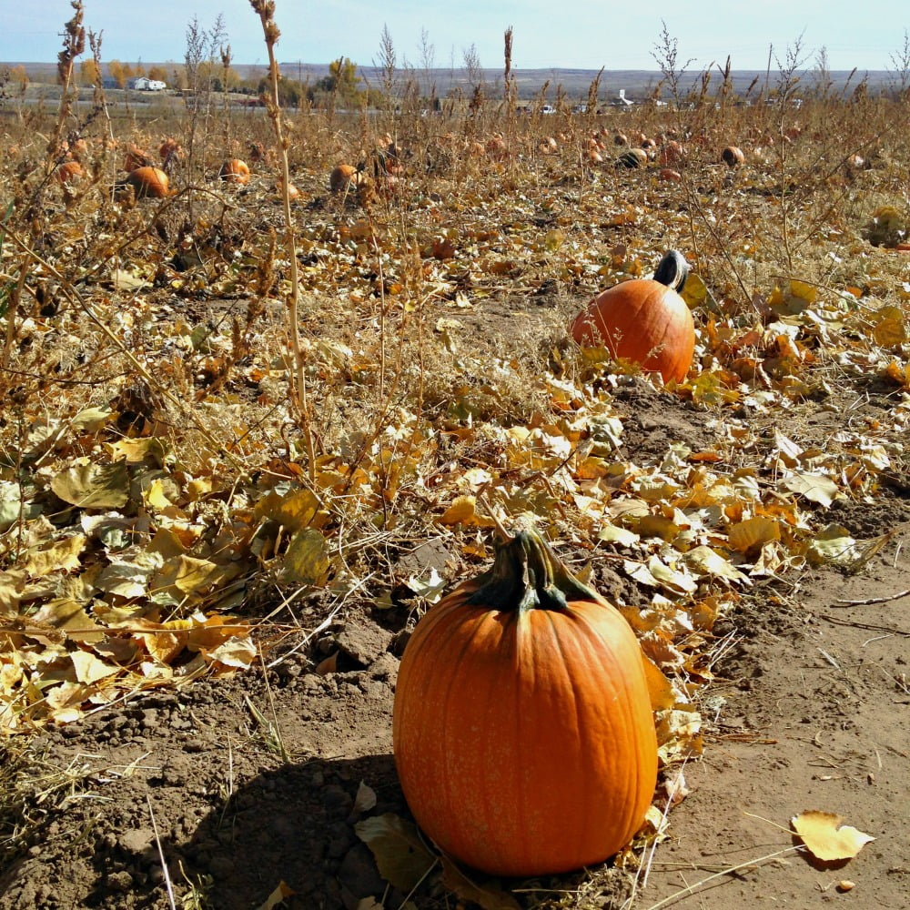 A vast pumpkin patch filled with ripe, orange pumpkins scattered among dry leaves and tall stalks in Wind River Country.