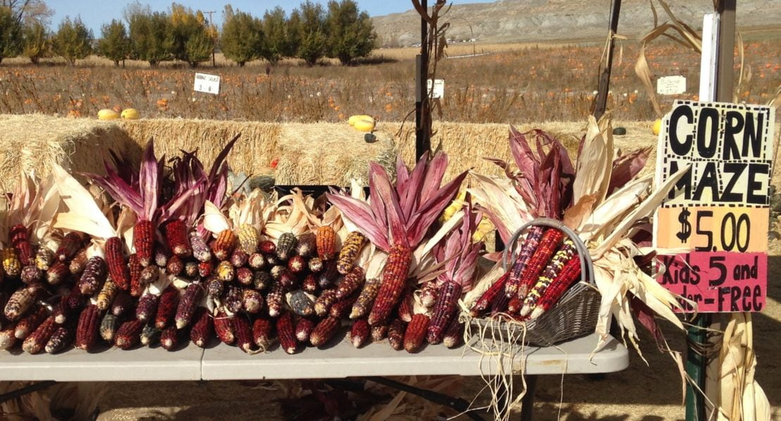Decorative corn on a table in front of the pumpkin patch