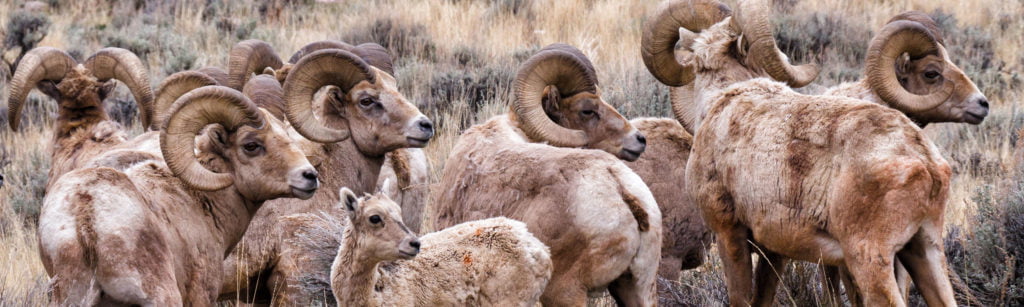 Bighorn Sheep in Wyoming's Wind River Country
