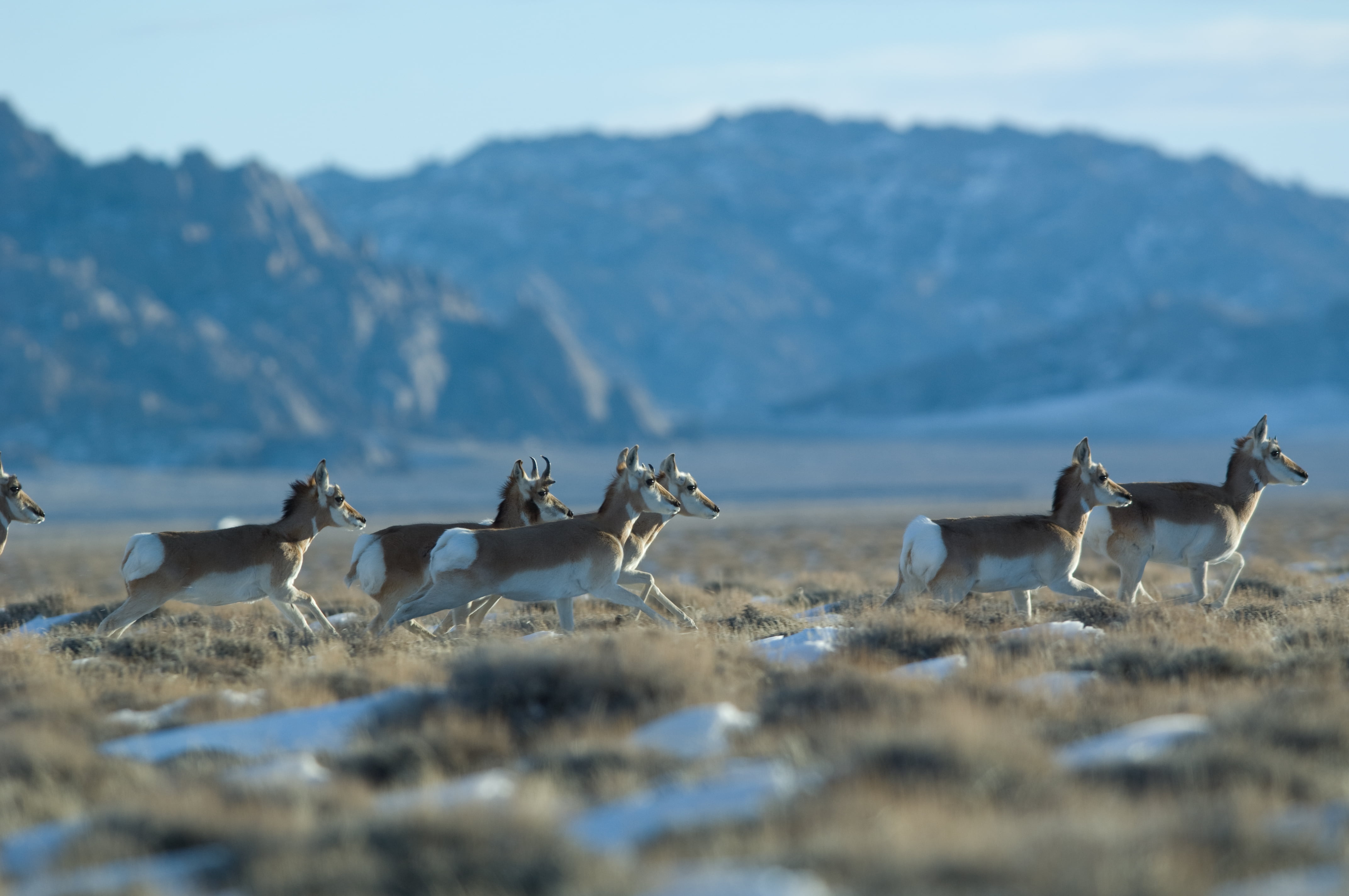 83rd Annual One Shot Antelope Hunt