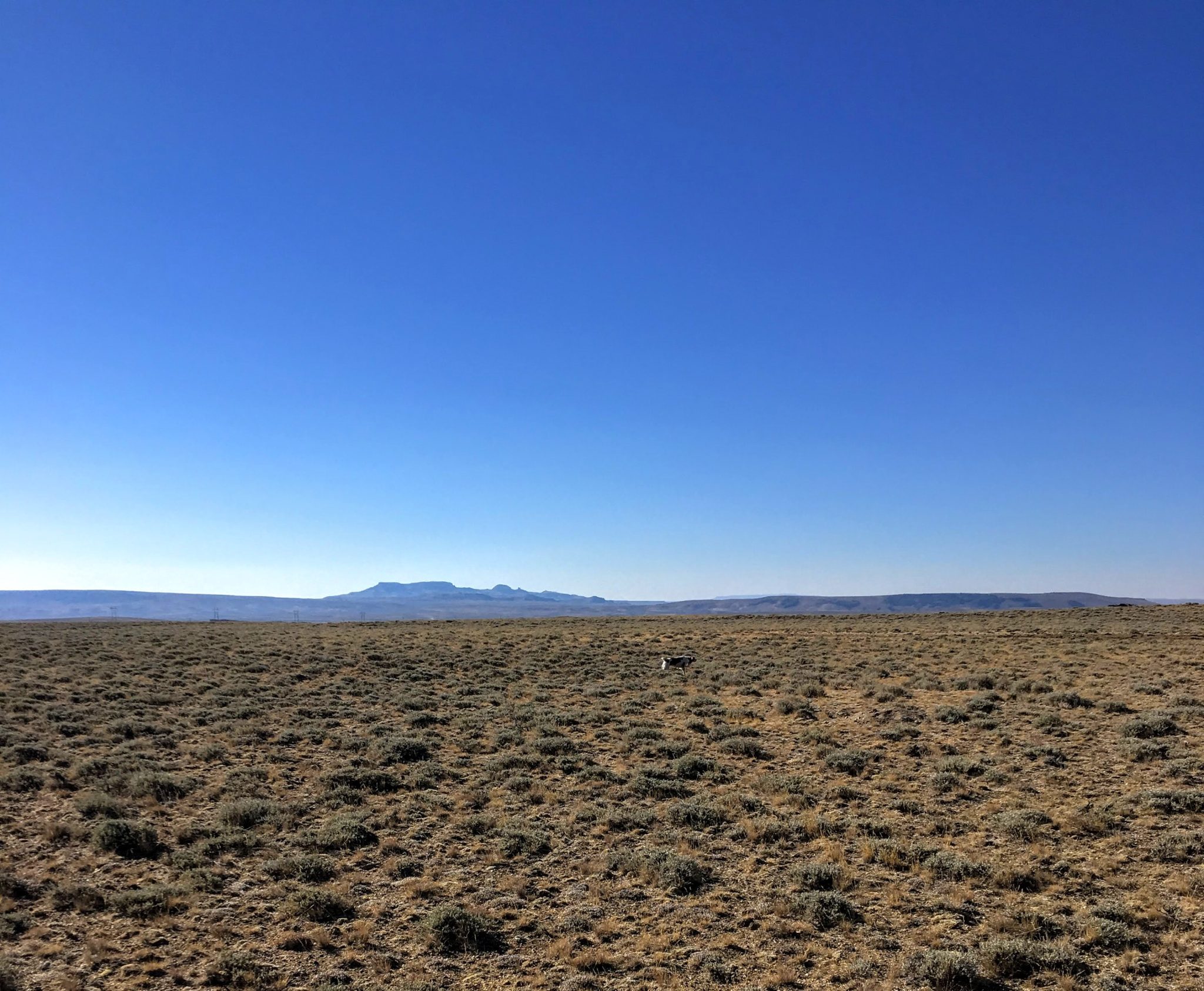Dog on point in sage grouse