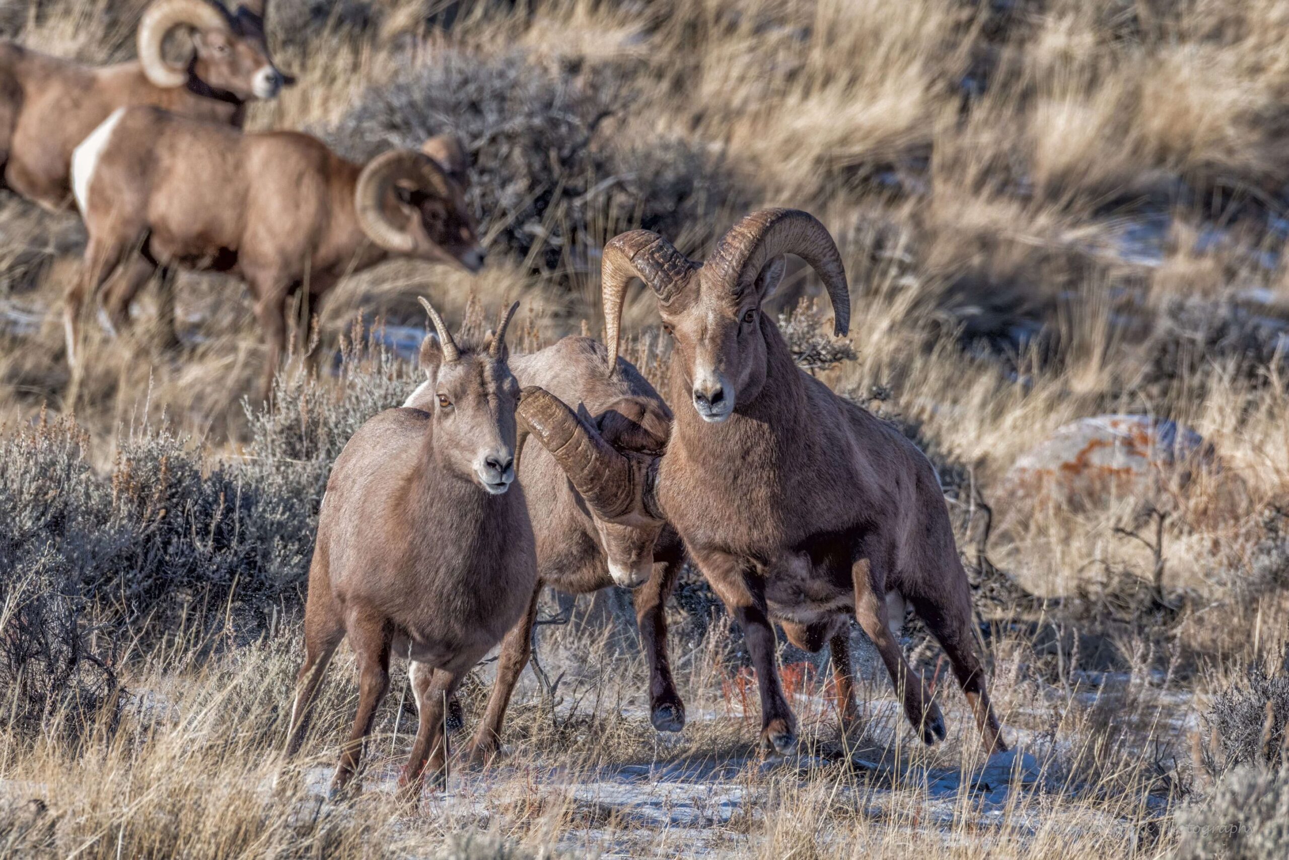 Several bighorn sheep navigating through the sparse winter vegetation of the Dubois landscape, with mature rams showcasing their iconic curved horns.