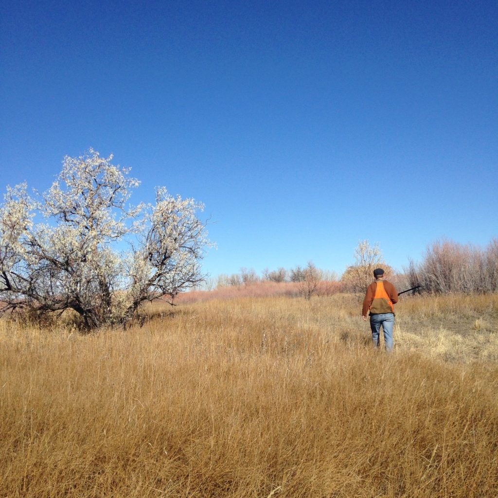 Single hunter walks through grass, willows, and Russian olive trees at Ocean Lake in Wyoming
