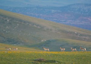 Antelope herd running through yellow flowers
