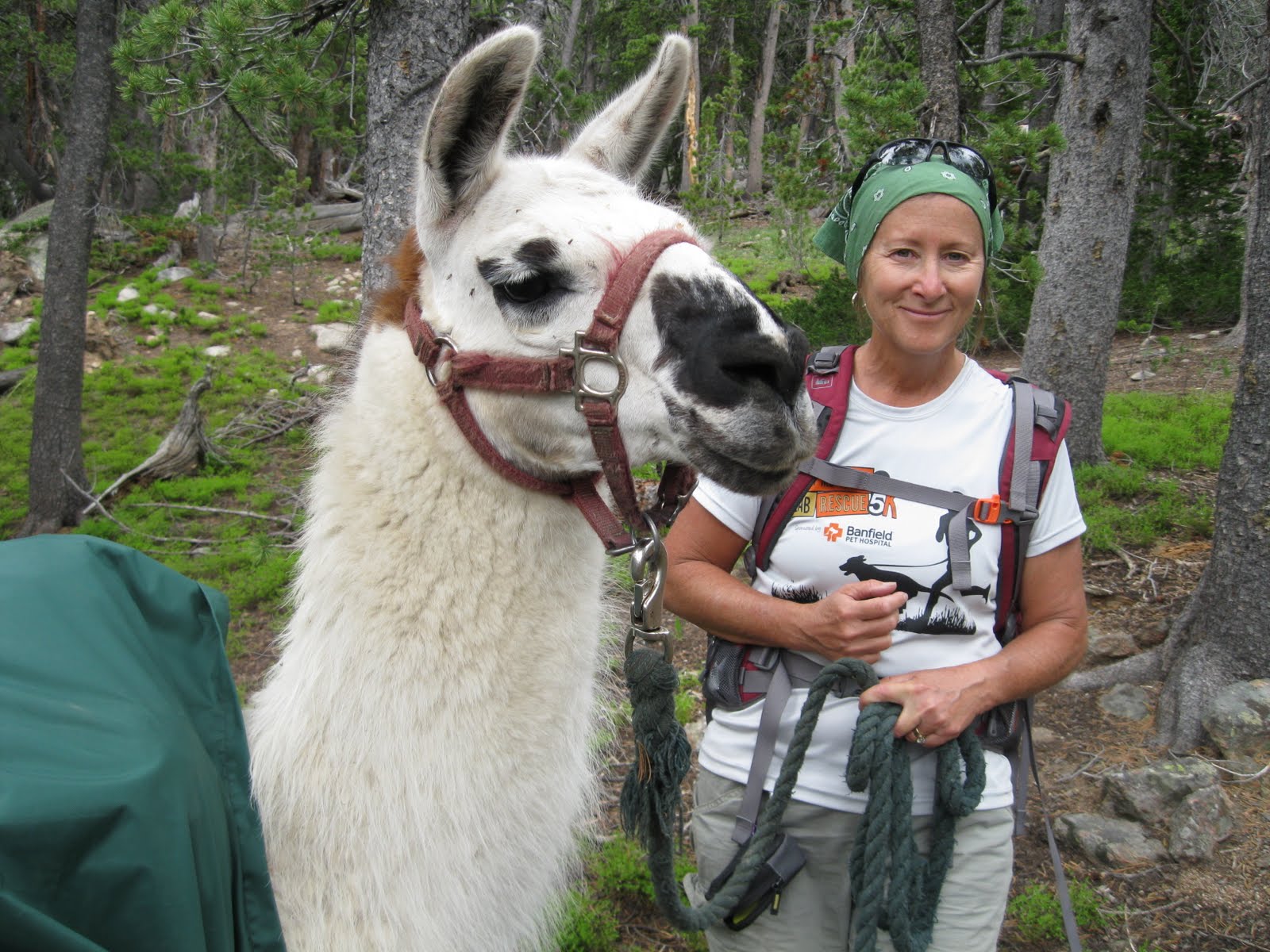 A woman with a green bandana and a backpack stands next to a white llama with a red halter in a forested area in Wind River Country.