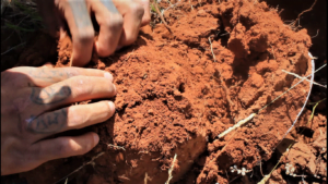 Hands digging through red soil for edible plants and medicine.