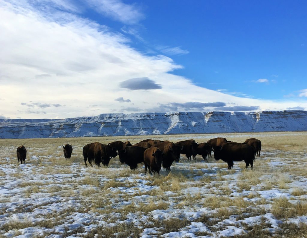 The Story of Bison and Native Americans of Wind River Country