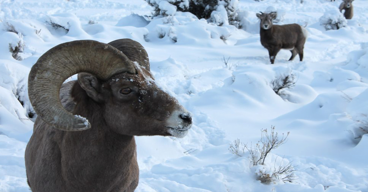 National Bighorn Sheep Center: Guided Tours