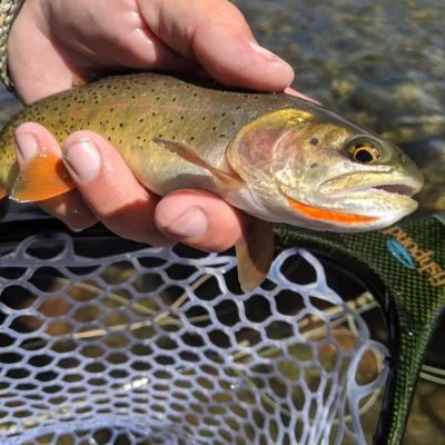 Fly fishing shows about Dubois air this weekend