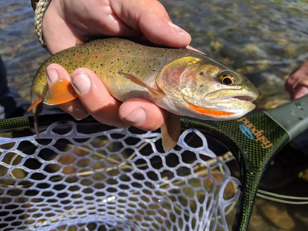 A hand holds a small, spotted trout with an orange belly and tail, caught in a clear, shallow stream in Wind River Country.