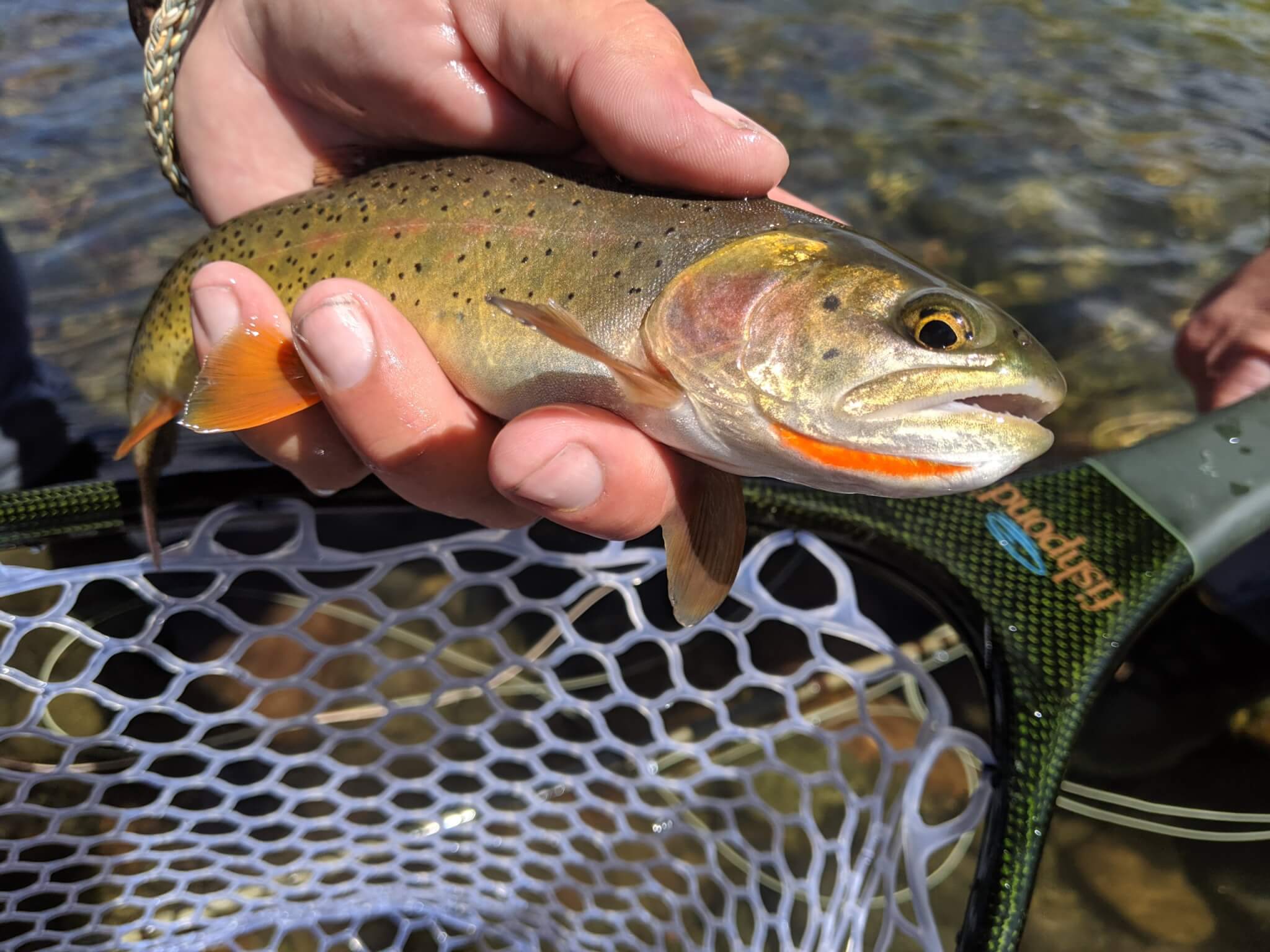 A hand holds a small, spotted trout with an orange belly and tail, caught in a clear, shallow stream in Wind River Country.