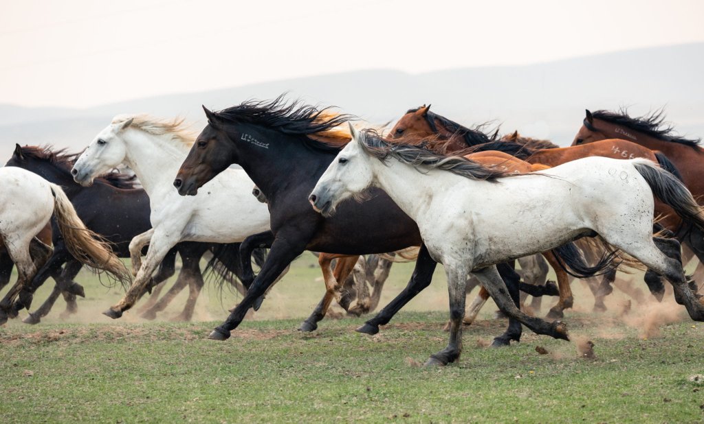 A herd of wild horses gallops across a grassy plain, their manes and tails flowing in the wind in Wind River Country.