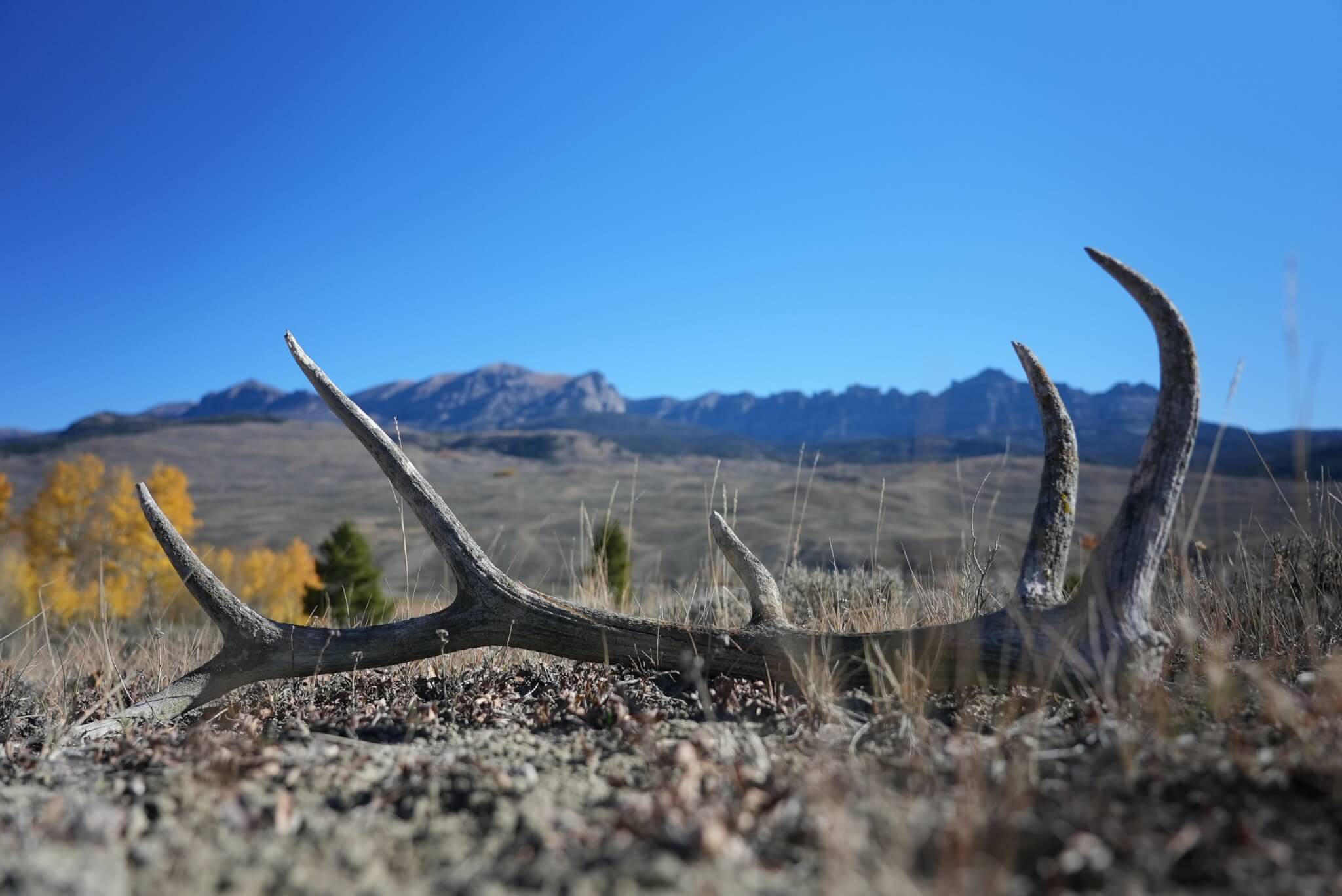 A pair of antlers lies on the ground in a dry, grassy field with a backdrop of distant mountains and autumn-colored trees in Wind River Country.