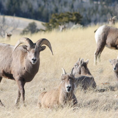 Dubois Big Horn Sheep Center