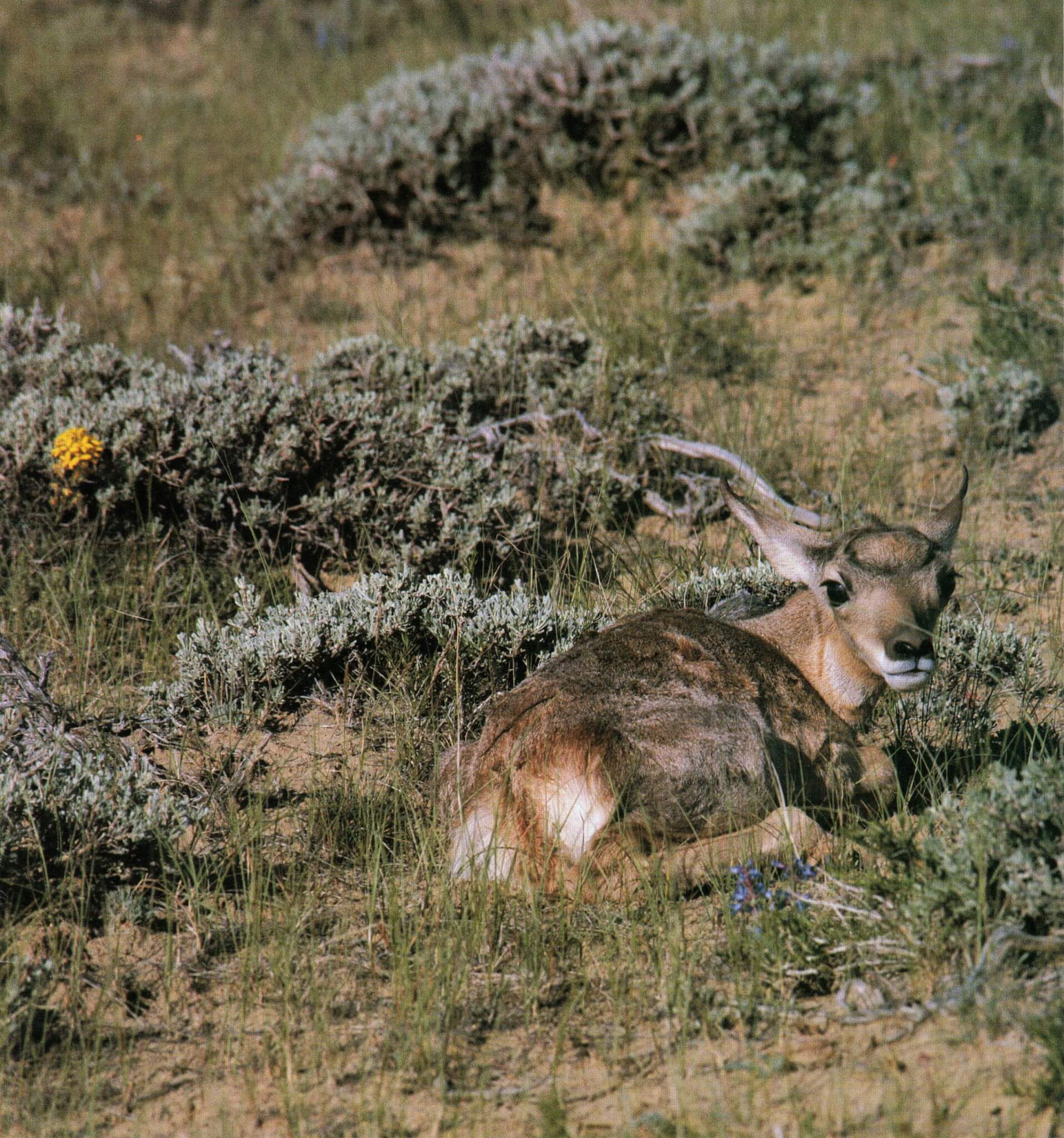 A young pronghorn antelope rests in a grassy desert landscape dotted with low shrubs and wildflowers in Wind River Country.