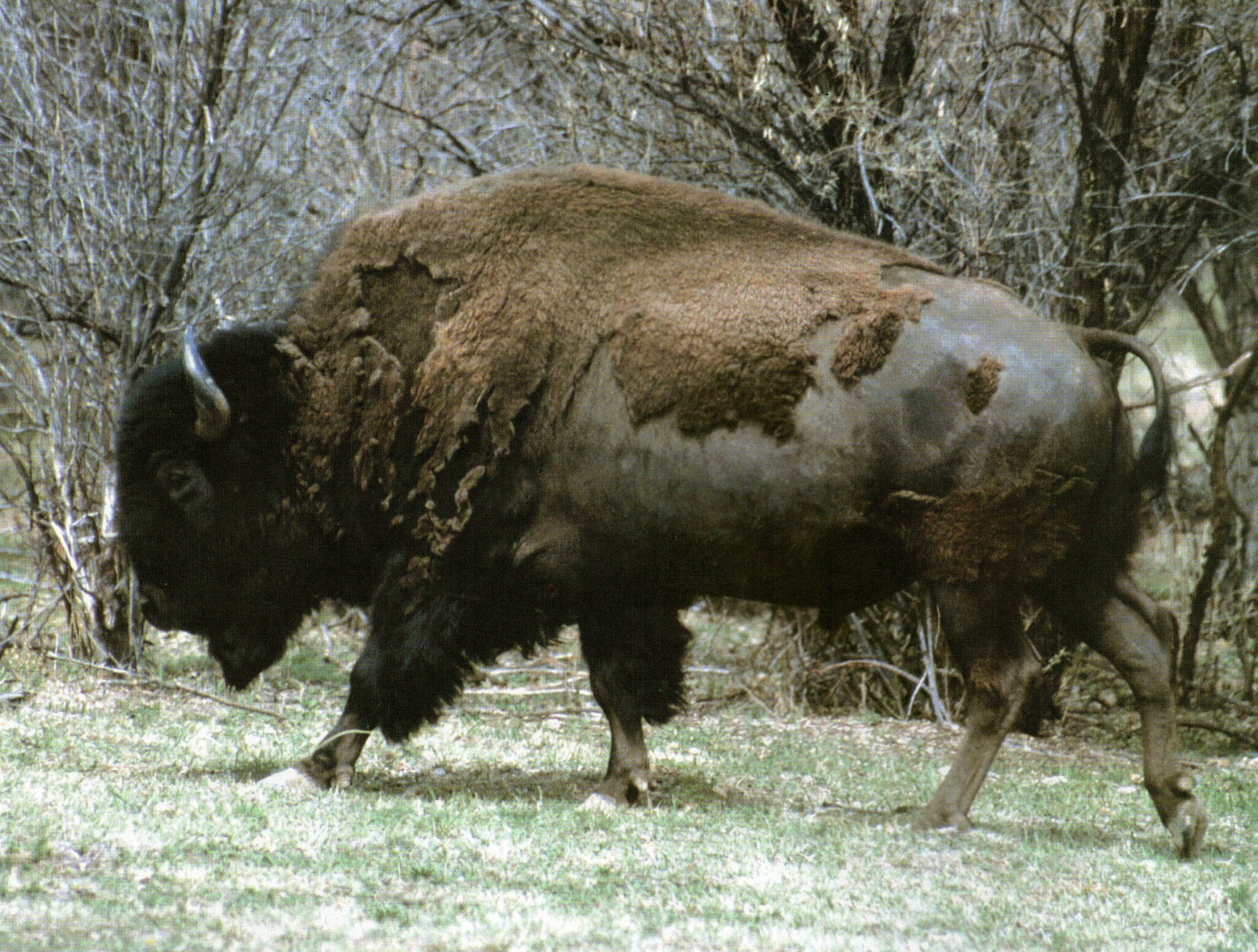 North American Bison in Wyoming: Bison vs Buffalo
