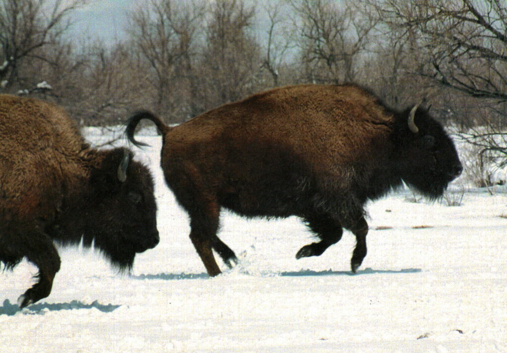 The North American Bison - Wind River Country