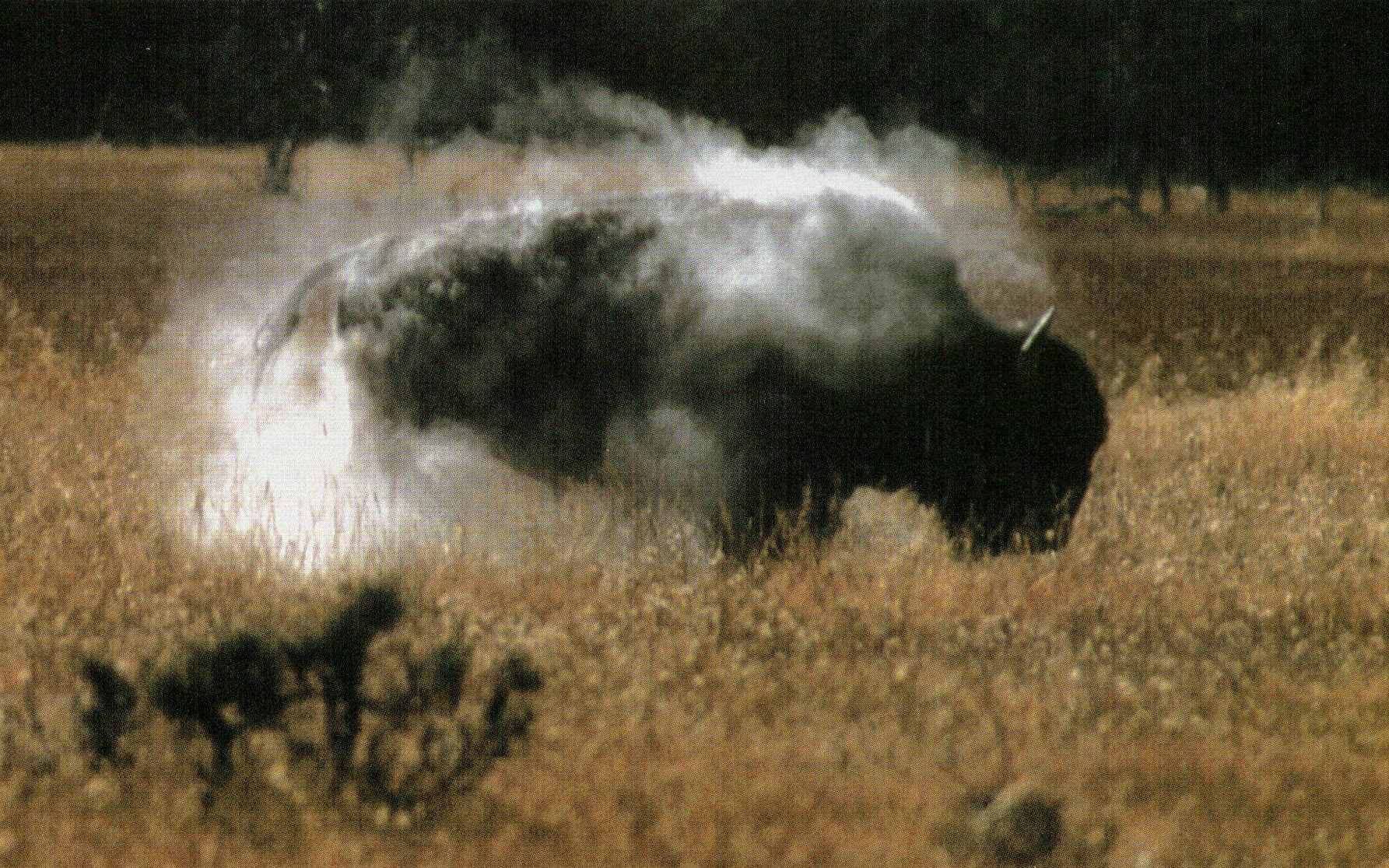 North American Bison