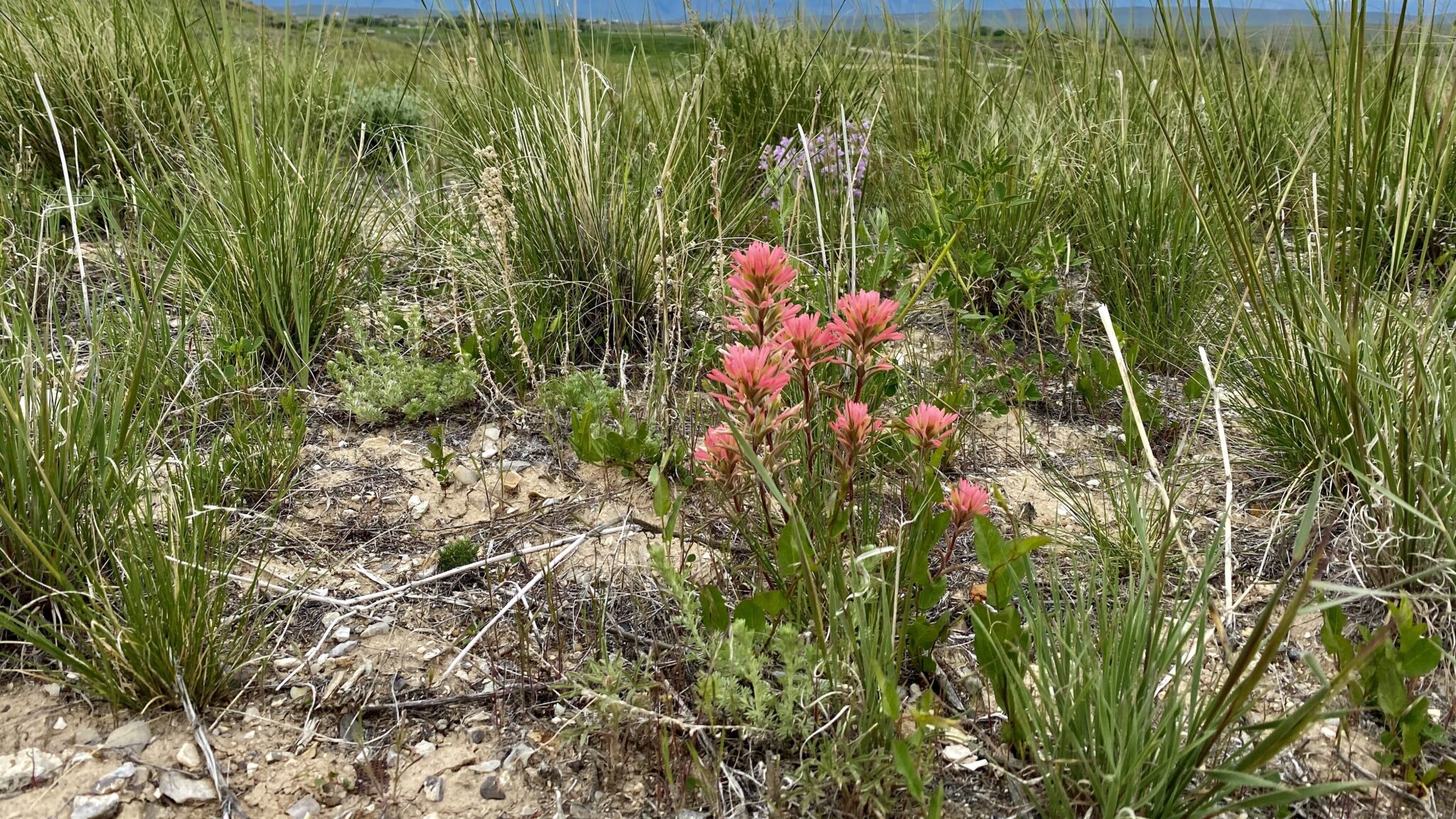 Babies and Blooms Abound in Sinks Canyon