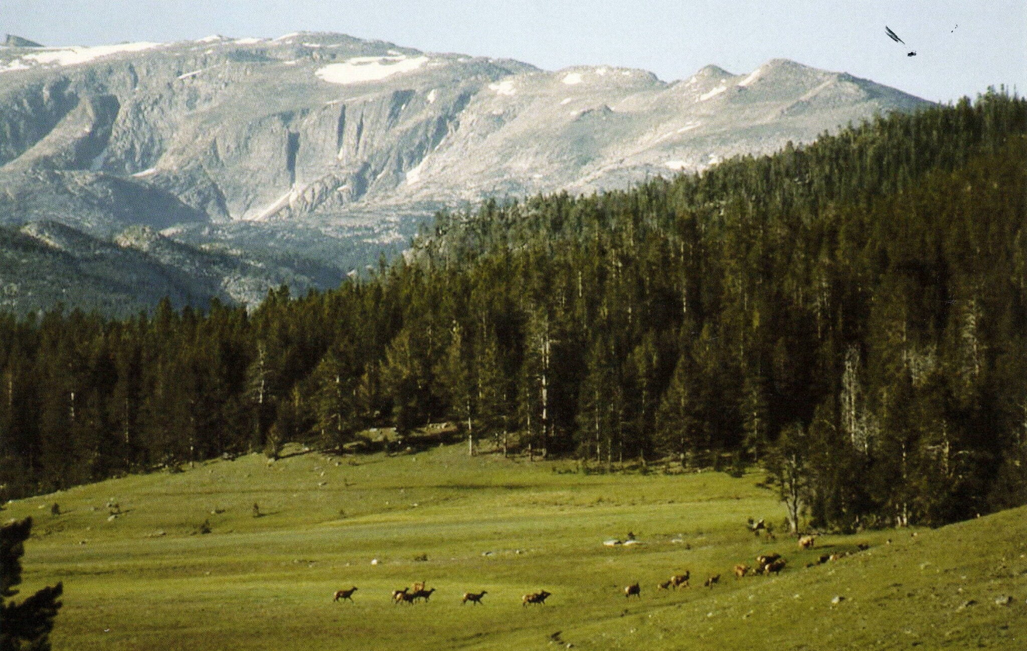 A herd of elk grazes peacefully in a lush green meadow, with a backdrop of dense forests and mountain peaks.