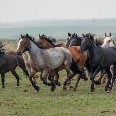 wild horse sanctuary