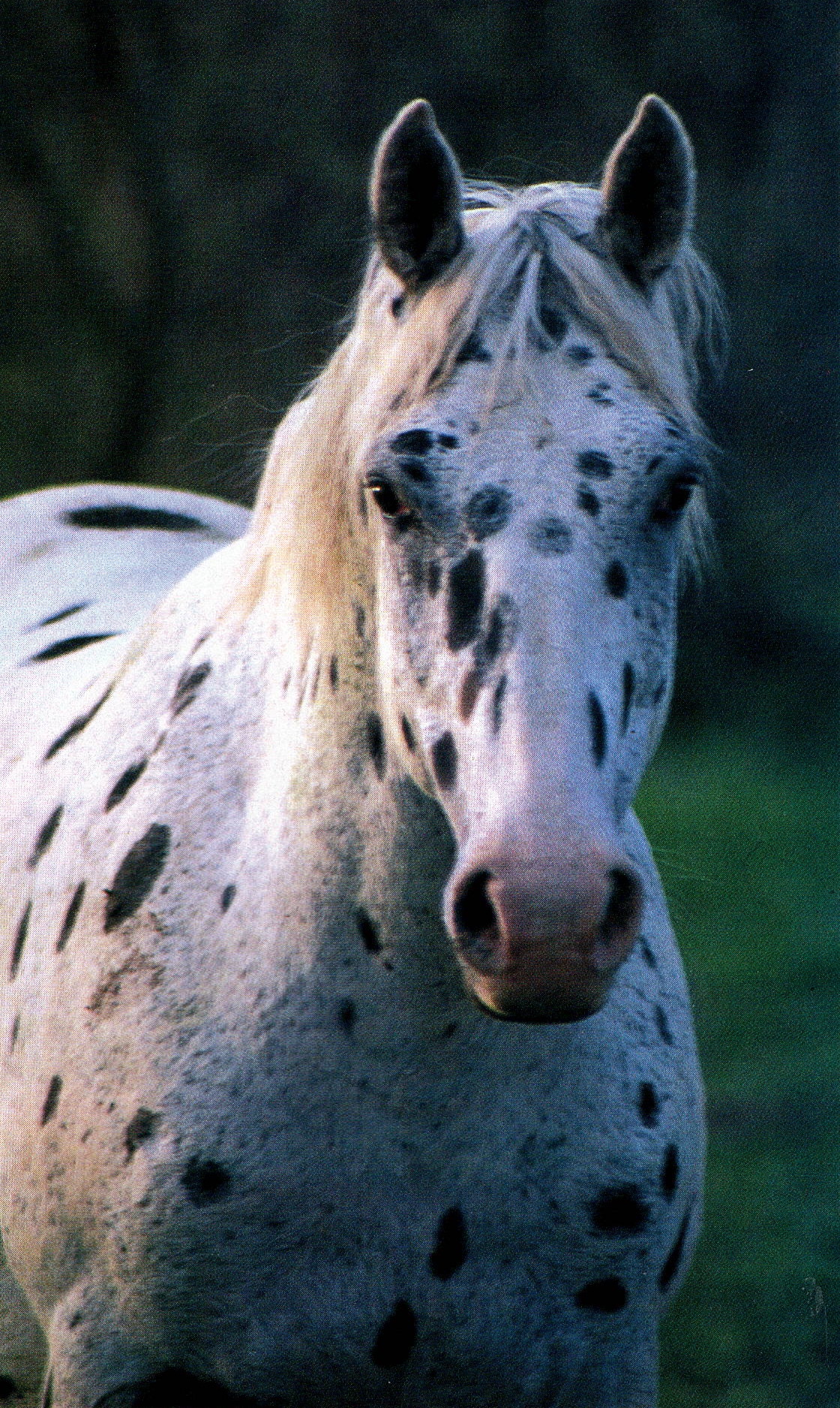 horses