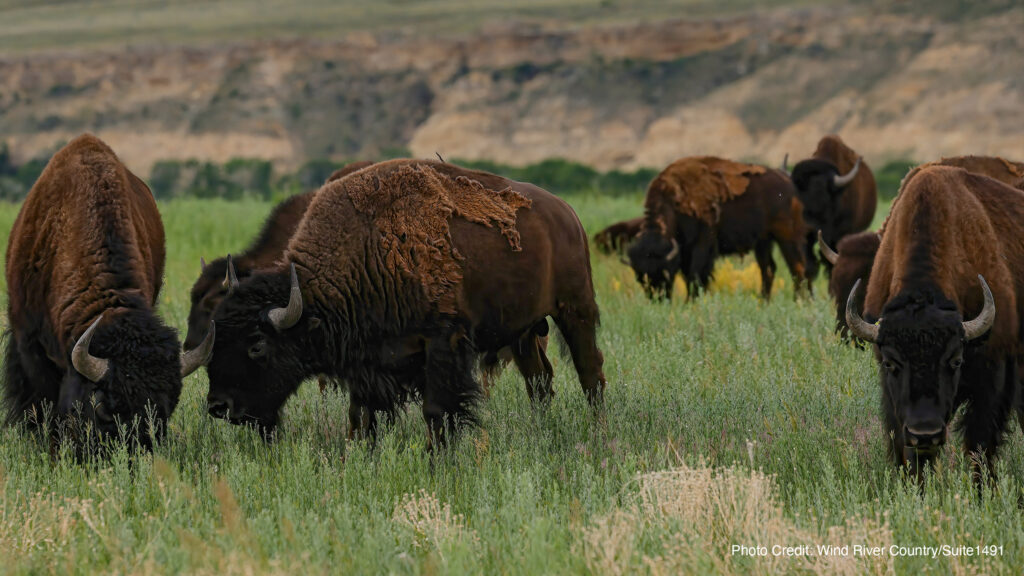 Buffalo Sanctuary